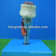 ISO Life size medical larynx model,larynx with tongue and teeth